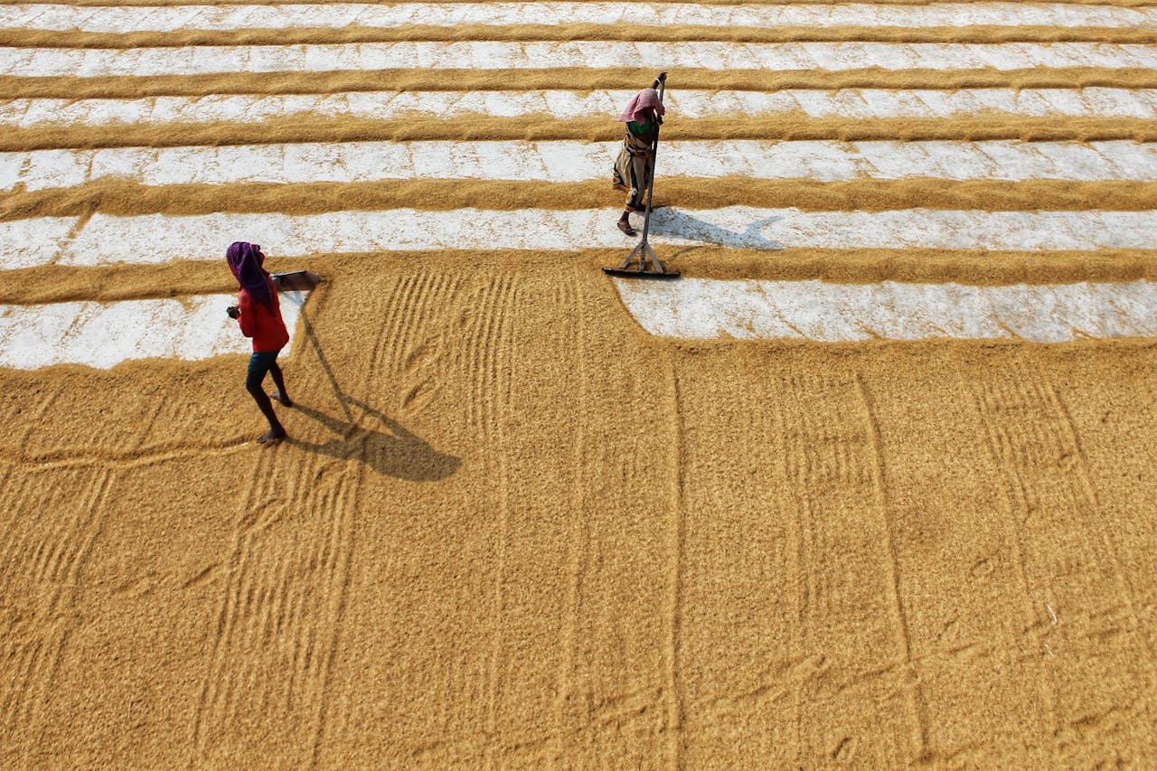 Two farmers arranging harvested rice in a pattern, captured from above in West Bengal, India.