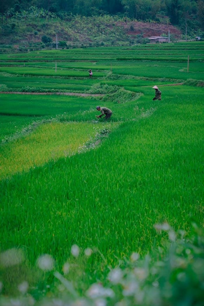 Scenic view of farmers tending rice paddies in vibrant green fields, showcasing rural agriculture at work.
